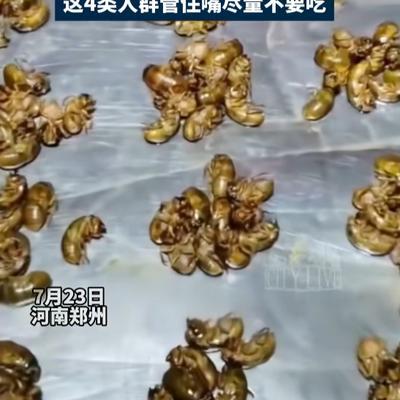 “简直赚翻了！”7月23日报道，河南郑州，一七旬大爷晚上经常去抓知了猴，他3个小