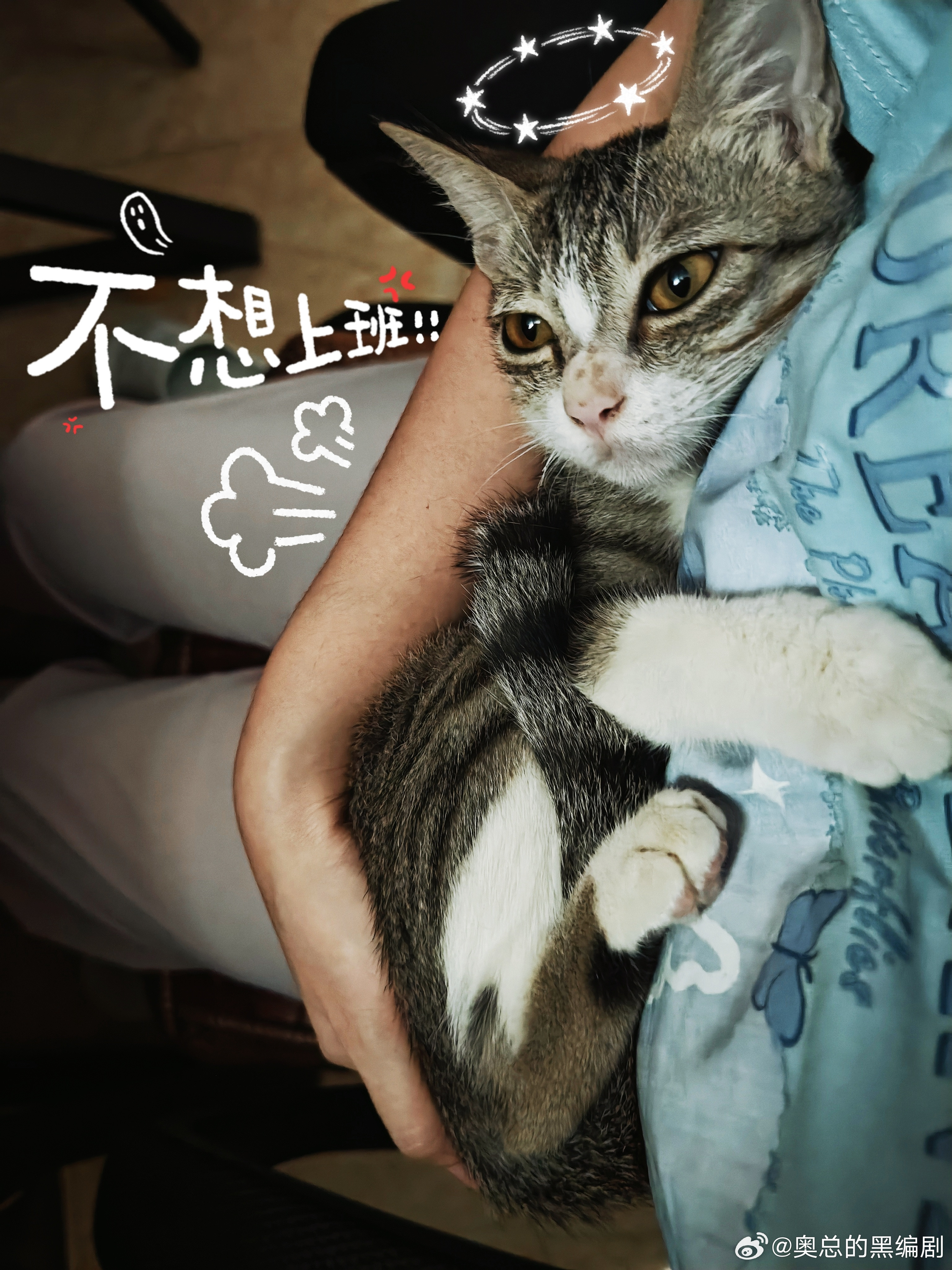 [doge]看它俩的亖样子，真是羡慕～不用上班就有饭吃，有床睡猫猫猫咪[