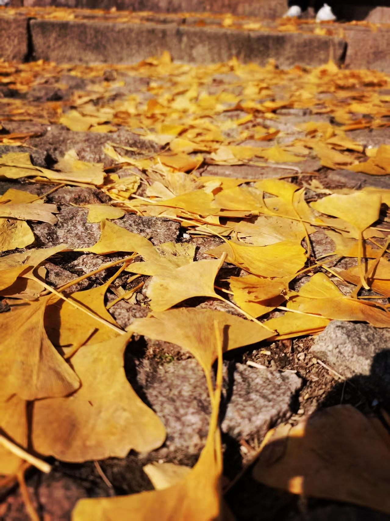 江南的冬天虽不如北方凛冽，却有着独特的温婉与诗意。枫叶与银杏，正是这个季节里
