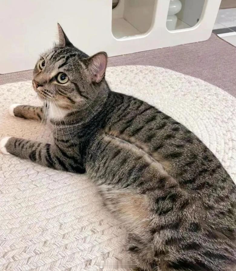 小猫开线了​​​
