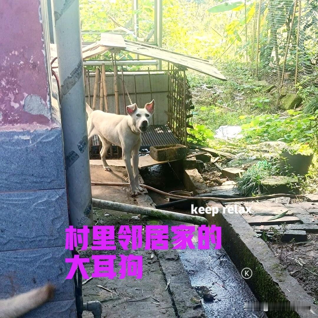 村里的一户邻居，家里养了一只狗，不知道是什么品种的，特别的凶猛。据说这只狗抓老鼠