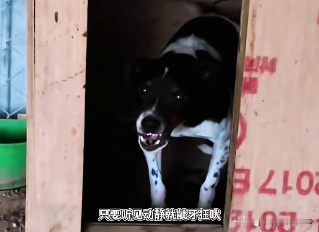 从小养大狗狗护妻对着主人龇牙，网友一句话，让主人用上了用上了狠招。博主老八在
