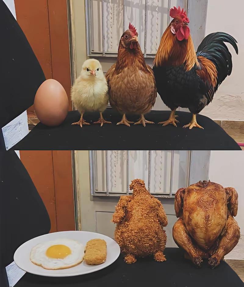 从鸡蛋到变成大鸡，这传奇的一生啊，一张图就可以看透一切了。[汗]