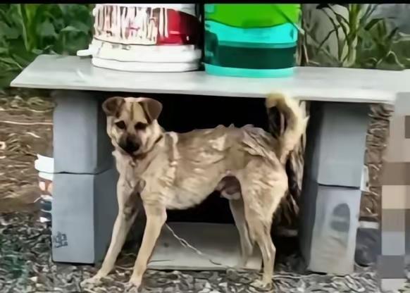 山西长治狗咬人案，这是再明显不过的事，错在狗主人。自己养的狗咬了人，你理应第一时