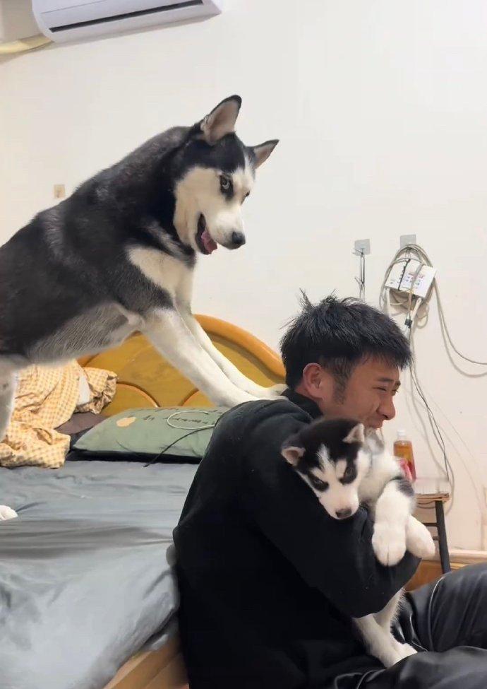 第一次见不拆家的二哈​​​