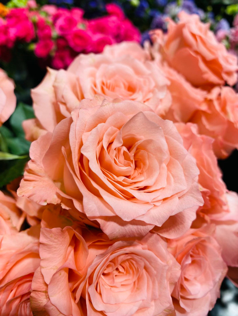 生活手记记录真实生活摄影摄影摄影初见微光玫瑰，恍若在喧嚣的尘世里，撞见了一场温