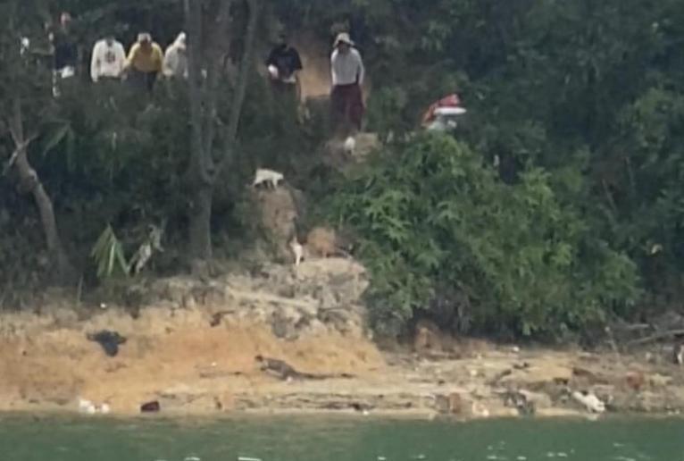 广东水库现千只死猫、放生实为杀生、猫血黑链成谜.11月1日广东清远迎咀水库边，