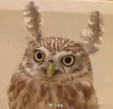 此沙邪恶猫头鹰谁懂这种又邪又帅的感觉！此沙完美hold住邪恶猫头鹰，气质清冷