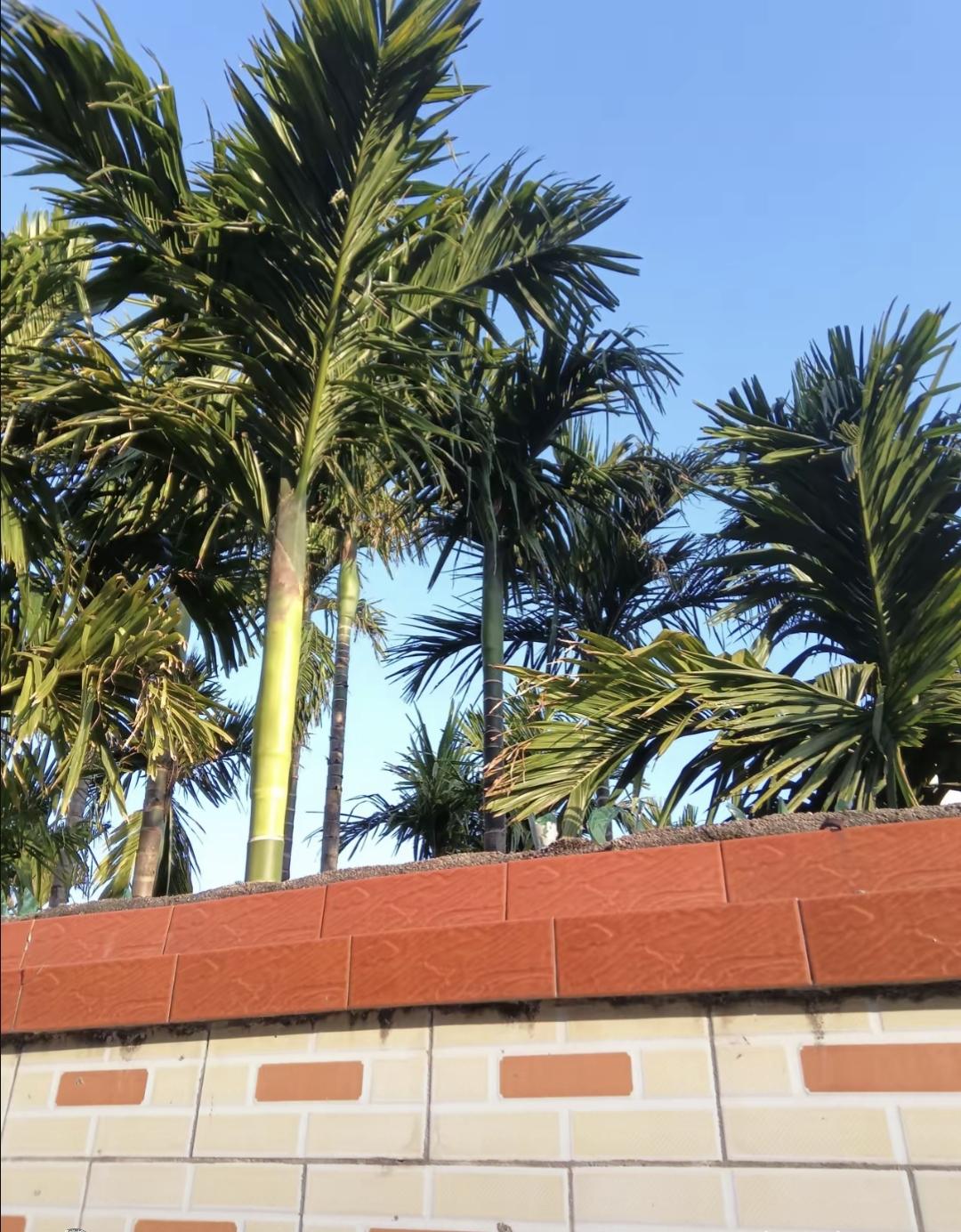 元旦都过完了快半个月，原以为封关能给海南槟榔带来好行情，结果反而掉到个位数，现在