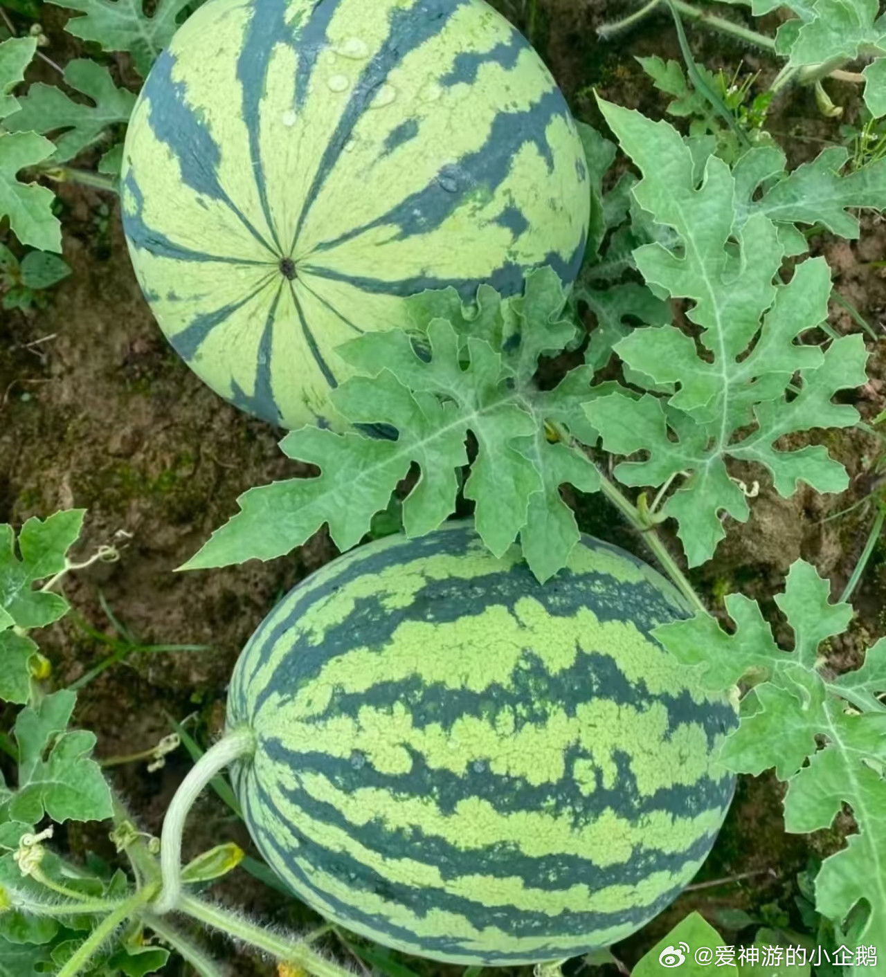 西瓜种植方法1、需选疏松肥沃、排水良好的沙壤土，播种前深翻土地并施足基肥，以腐