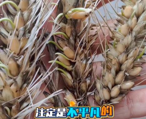 “割四赔五”的后果，终究在襄阳这片土地上应验了。由于错失了抢收时机，还没归仓的小