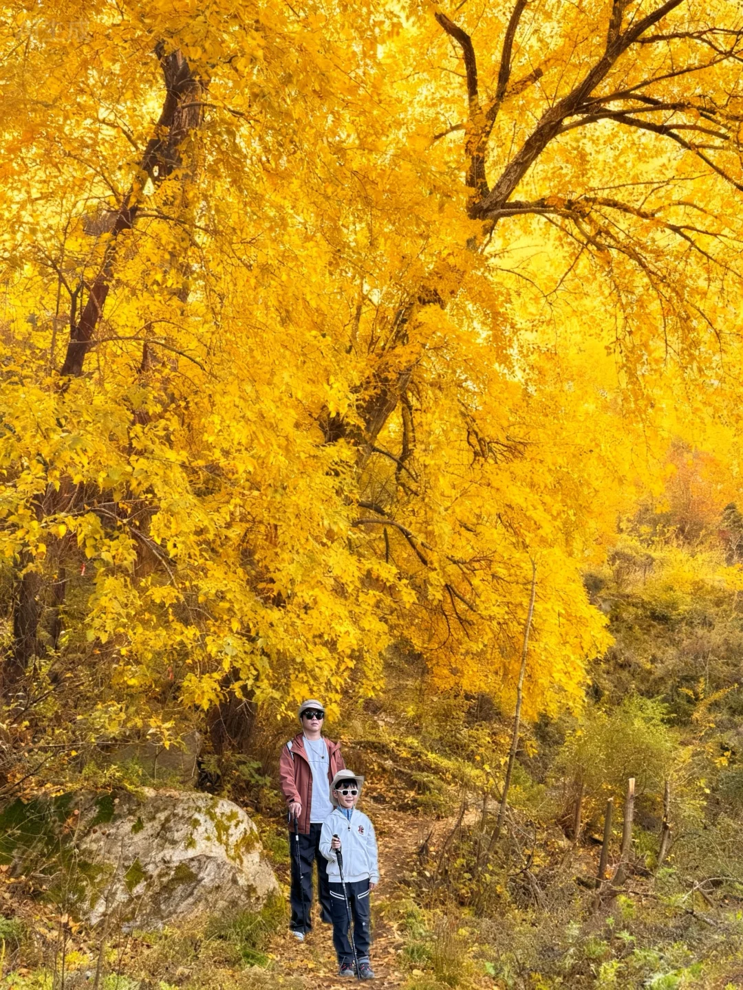 秦岭的秋天美疯啦！带娃徒步拍到了电影画面！