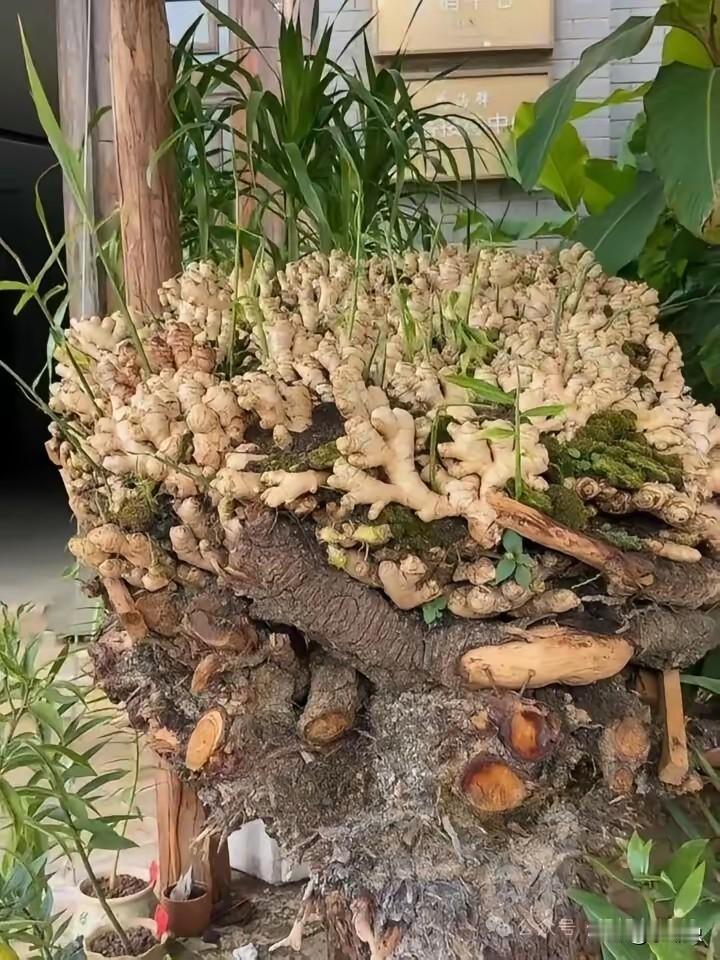 真羡慕，中国人很多爱吃姜！是人羡慕厨房边有这堆姜，要用姜现摘！这姜要是放在厨