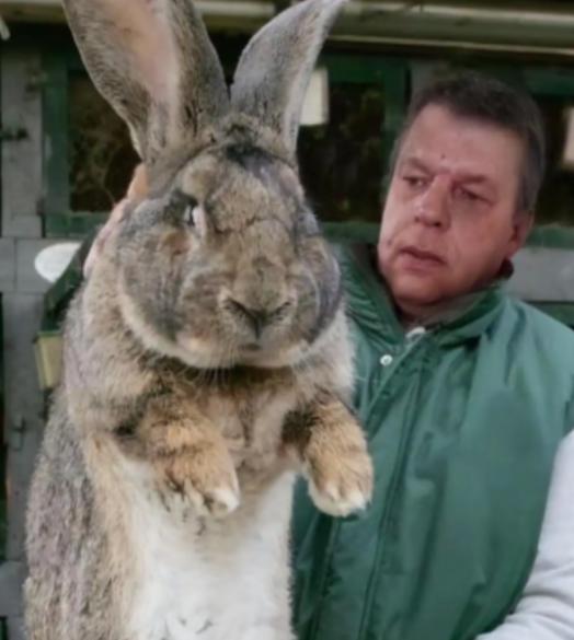 澳洲野兔泛滥成灾，百亿只没人吃，当地人只说：不敢吃。提到澳大利亚的生物灾害，