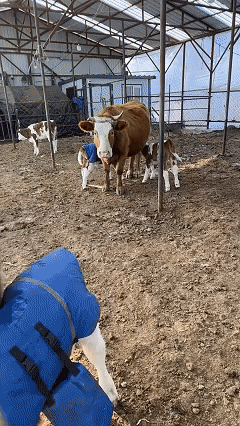 这事儿发生在黑龙江一个养牛场。老板是个年轻女生，自己养的母牛生了崽，平时也拍点视