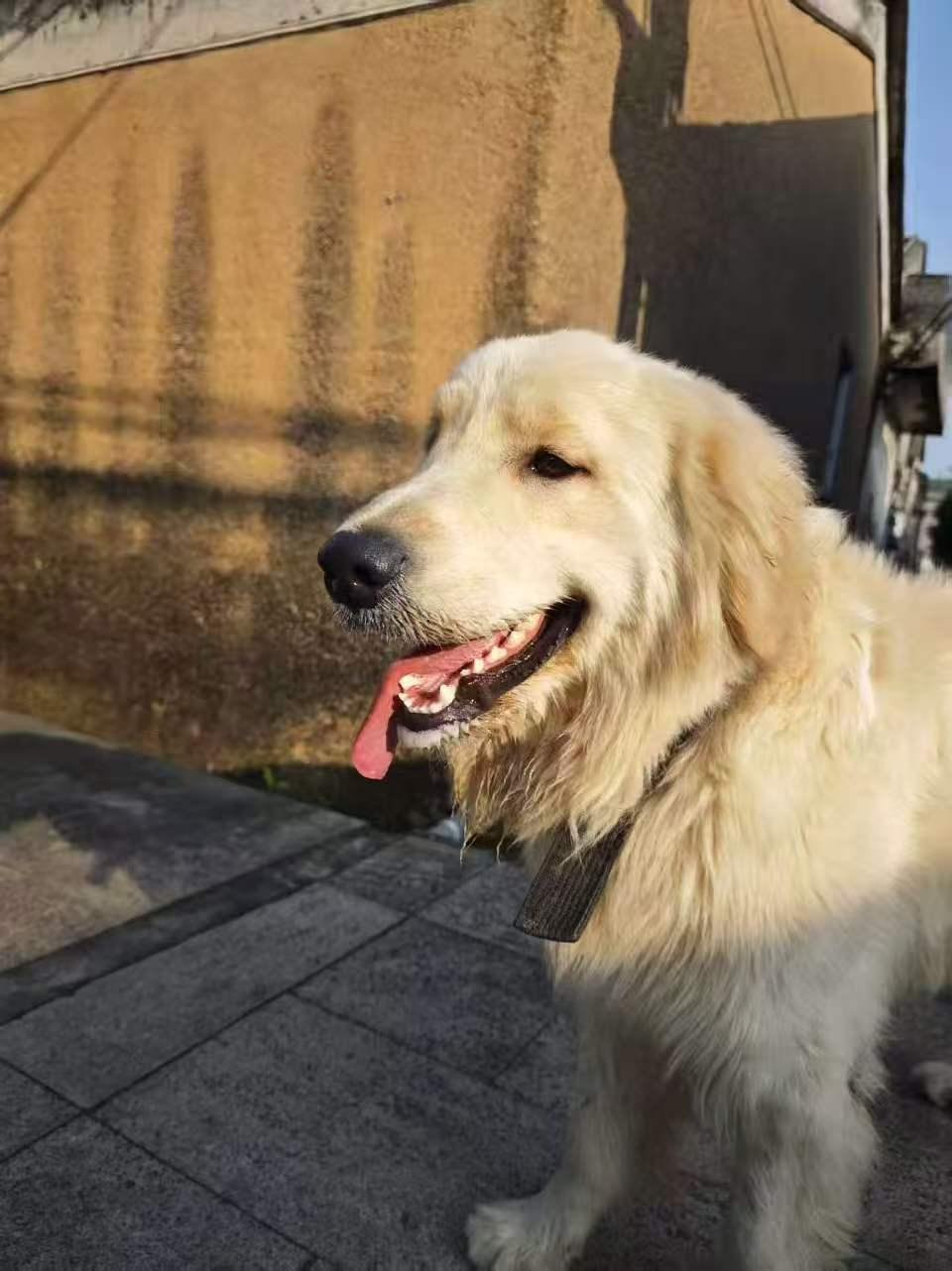 珠海，谁家丢了金毛犬？谁家丢了金毛犬？有脖圈，约1到2岁，聪明，干净，乖巧，会