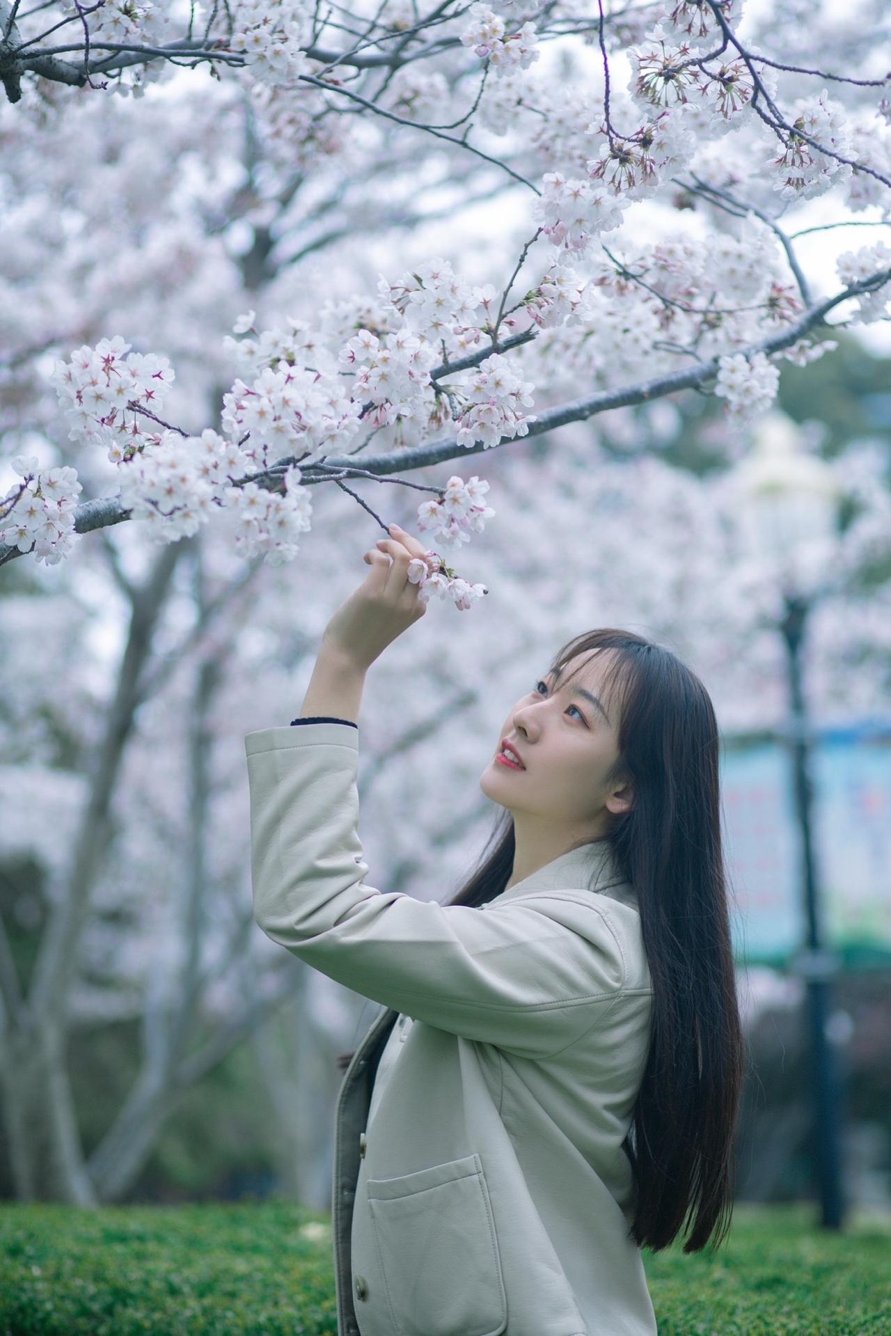 街拍早樱，尽量使用长焦拍摄，可以净化画面，逆光拍摄更出片春日赏花实况播报第