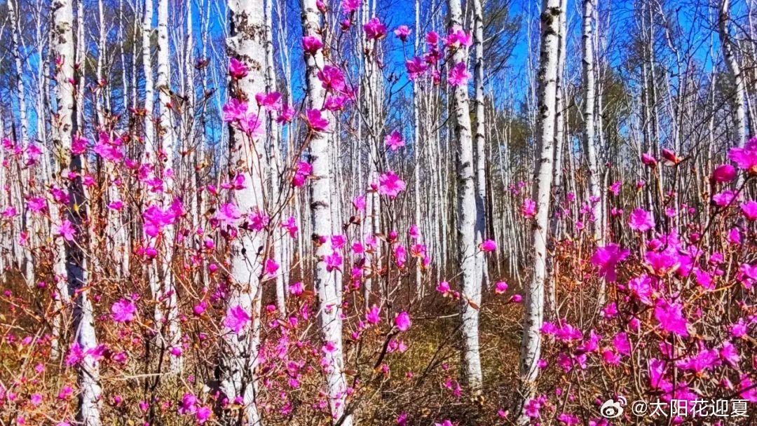 五月，呼中漫山遍野的杜鹃花，如一场绮丽的梦境，在这片冷寂的土地上肆意铺展～​​