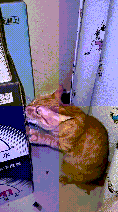 可真是拿这小橘猫一点办法都没有！放着好好的猫粮不吃，专瞅上硬邦邦的纸壳箱子。你