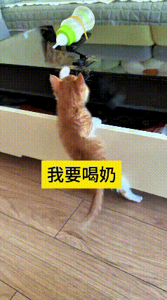 哎呀！刷到这小橘猫可给我萌化了！一看见奶瓶，立马颠颠儿跑过去，扒开抽屉坐边上就开