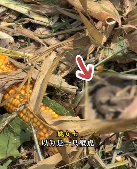 “太吓人”！9月17日，河南驻马店，一女子在地里捡玉米时，忽然看到玉米旁有只“大