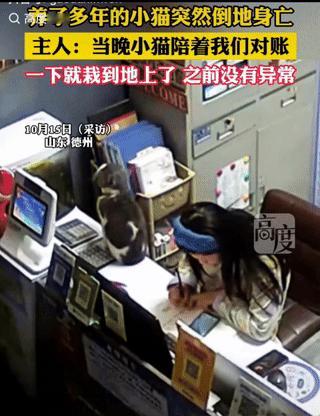 “解释不清了！”猫咪仿佛预知到自己的生命即将走向尽头了，跳到主人的跟前蹭了蹭，结