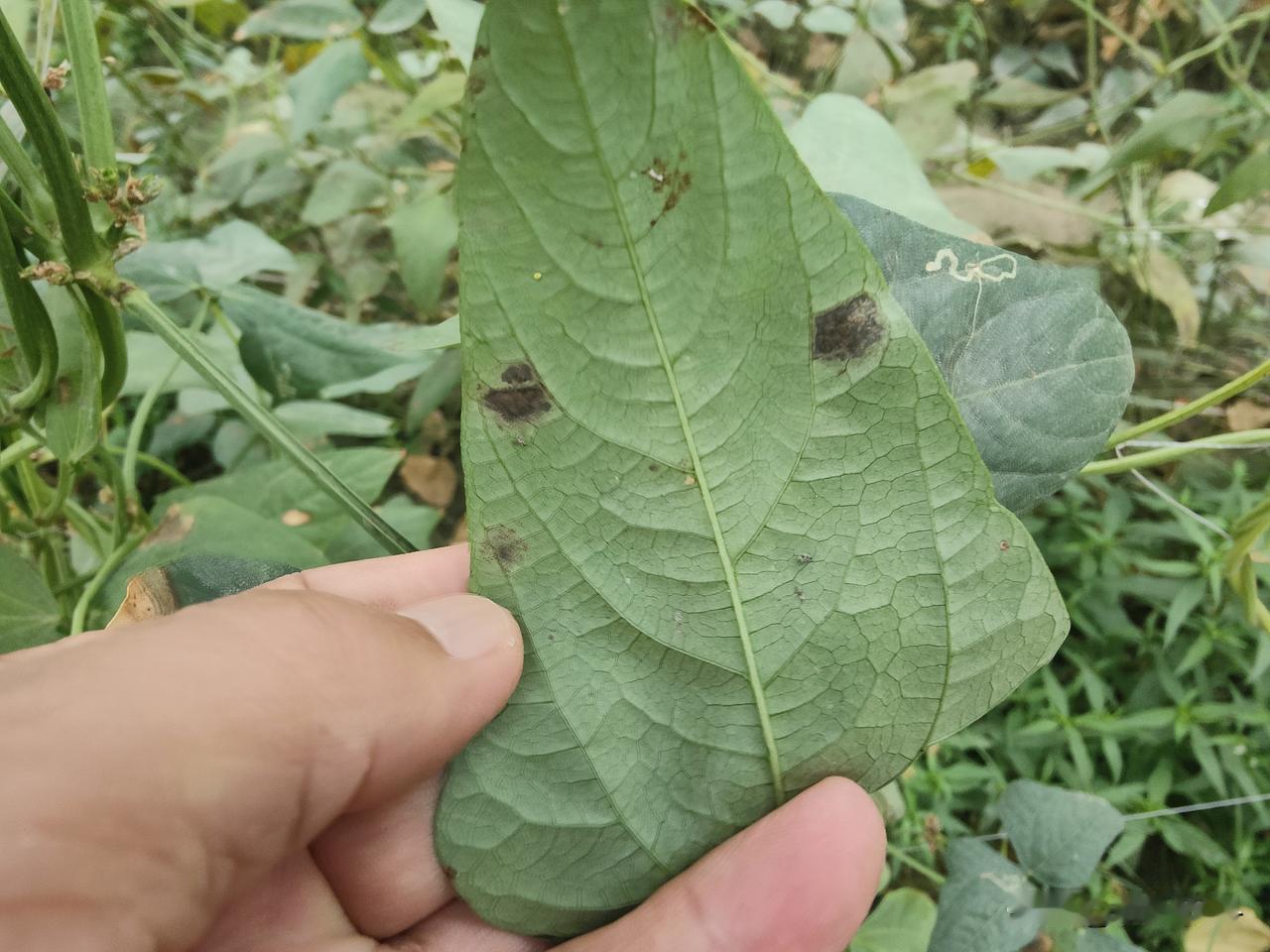 秋日生活打卡季这就是豆角的叶霉病，是豆角上最常发生的一种病害，主要危害叶片，发病