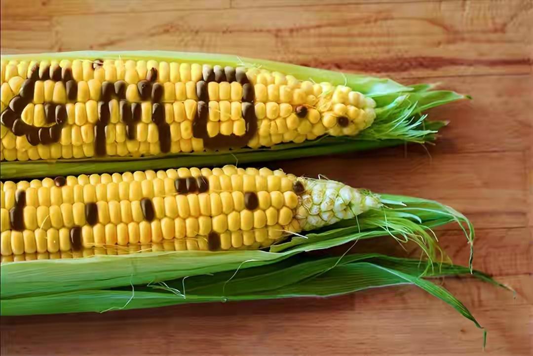 都尝不明确转基因大豆玉米还有食用油谁可管？可千年中医药，几十种药材共同作用的药效