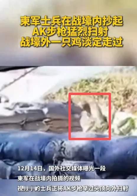 淡定鸡！问题来了，这只鸡当时在干啥，为啥跑到战壕外面去了，到底在想啥？