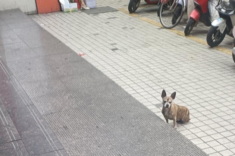 我实在是不能理解某些养狗人，走到哪儿都要把狗带到哪儿！逛超市经常遇到有狗子蹲坐在