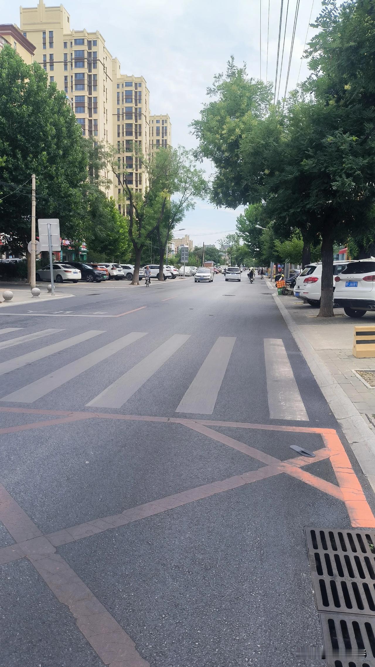 保定街头随处可见老树桩，背后缘由大伙清楚吗？走在保定熟悉的大街上，街边隔三差