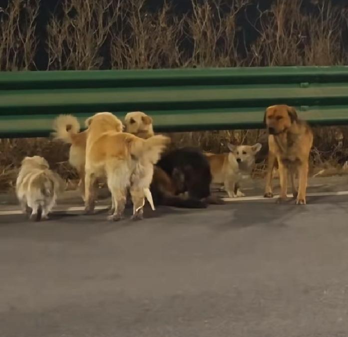 看完这7只狗狗结伴走17公里回家的事，柯基大胖太让人感动了。平时它们就是一