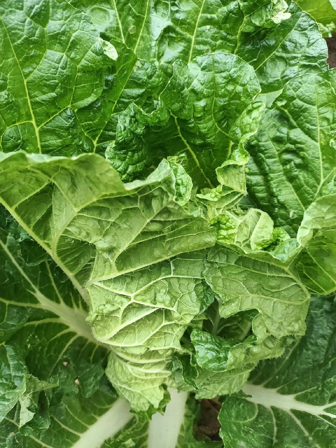 #随手拍#今年北方的白菜长势良好#随手拍#​