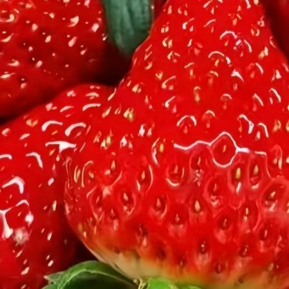 草莓种植种植1. 栽种时间大部分地区最佳种植时间：10–12月新手推荐品种：