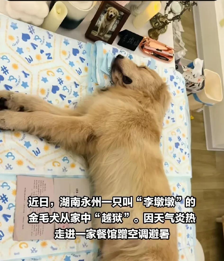 金毛犬被打死是可怜，但它如果泉下有知，应该怪他主人。因为完全是主人违反了人类社会