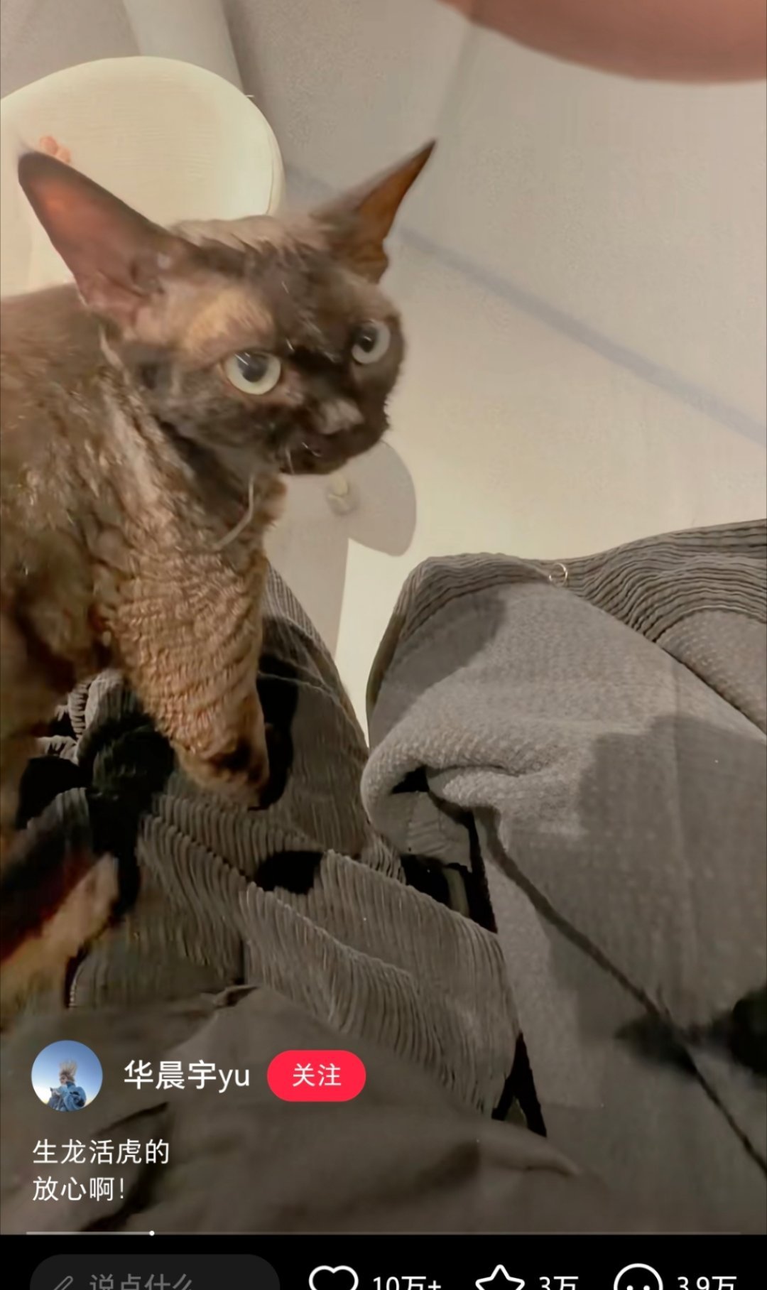 华晨宇喂猫吃巧克力蛋糕养猫多年的人不知道猫不能吃巧克力，难评。被提醒后态度轻慢的