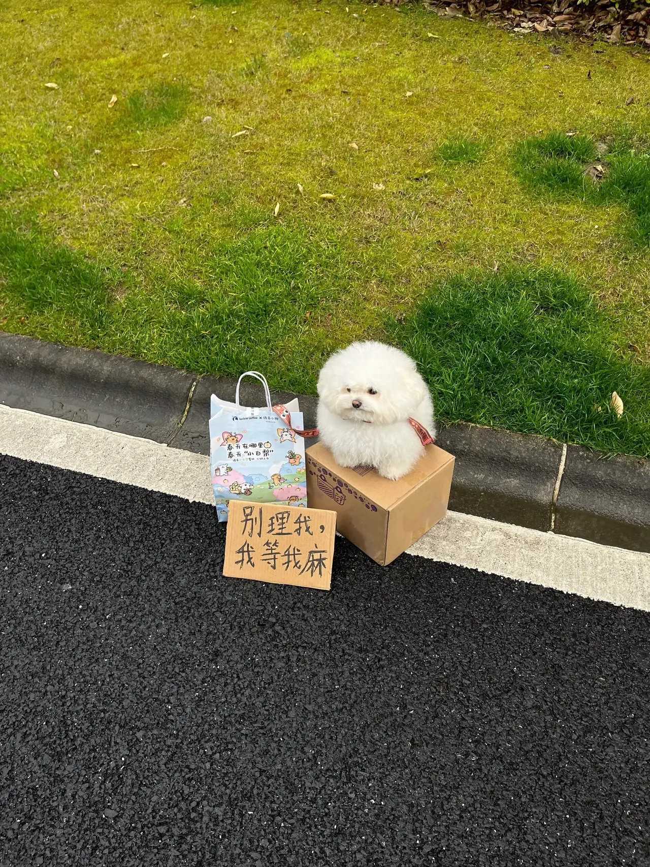 在路边乖乖等主人的小狗