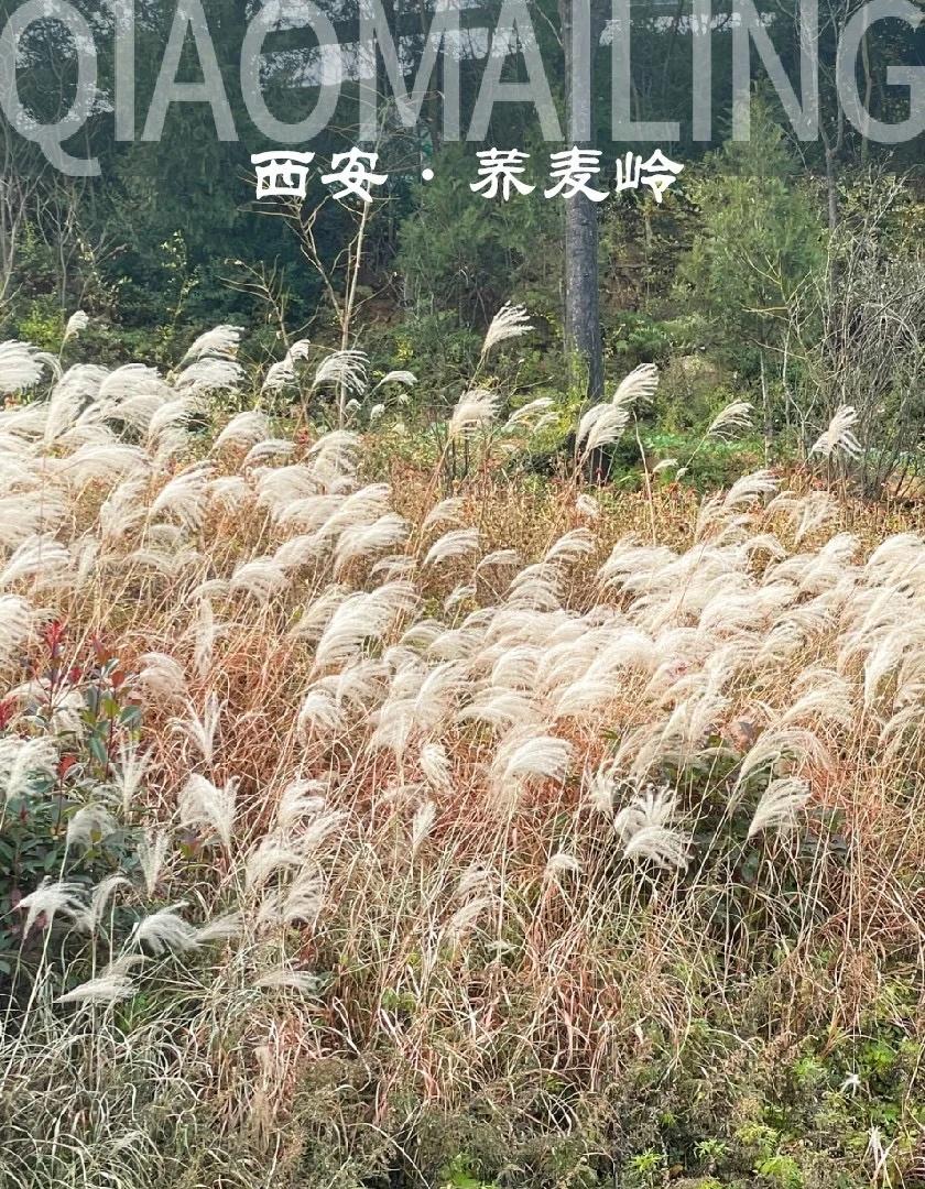 西安周末去哪｜风动草木，去山野间享受自然☀️冬日的荞麦岭，褪去花海的喧嚣，换上
