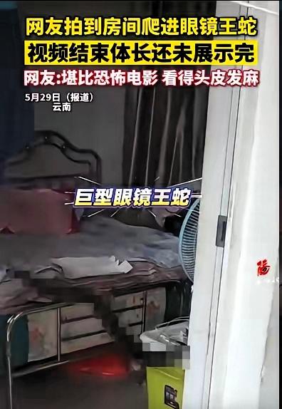 云南一女子去卧室睡觉，发现衣柜下有动静。她一开始以为是老鼠，小心翼翼探头查看，当