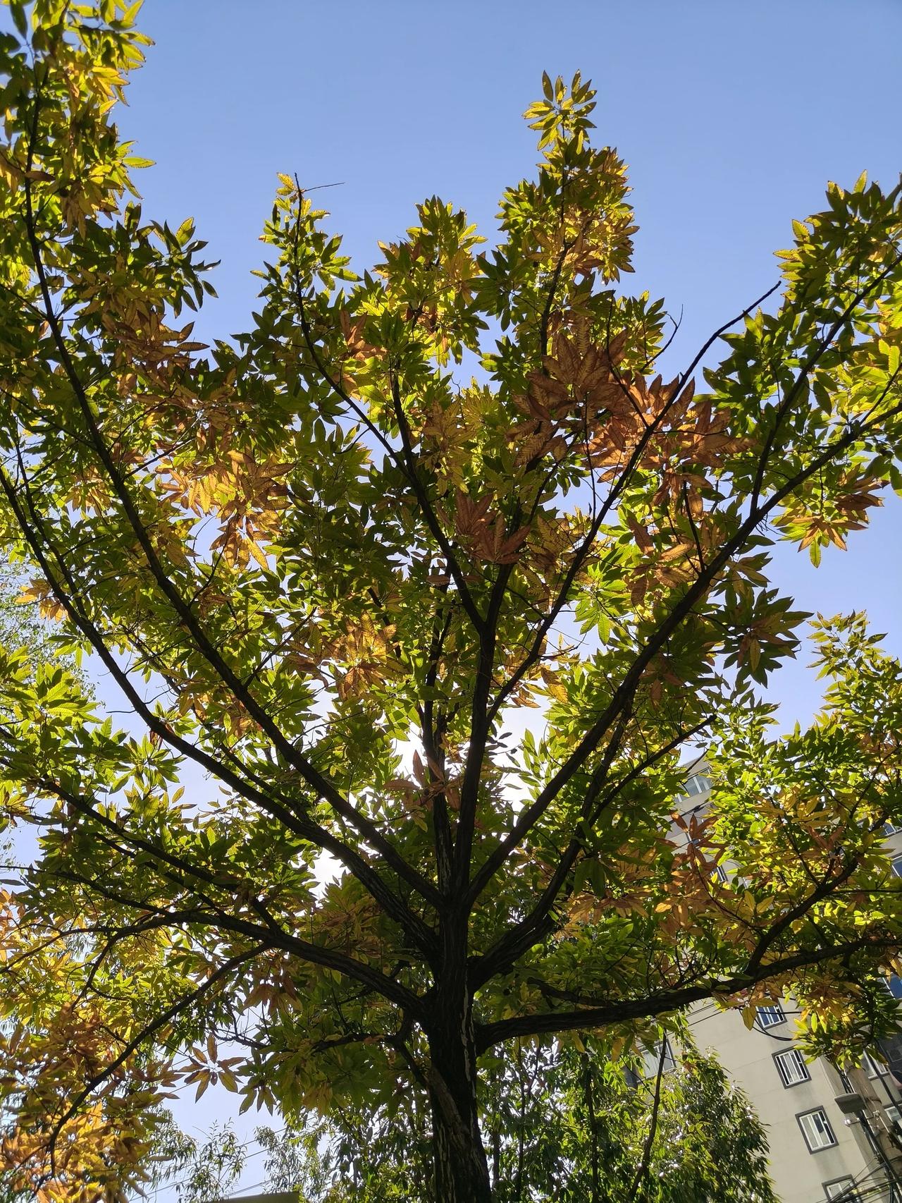 冬日午间随手拍实景图分享！树叶黄了～🍁🍁🍁🍁🍂🍁
