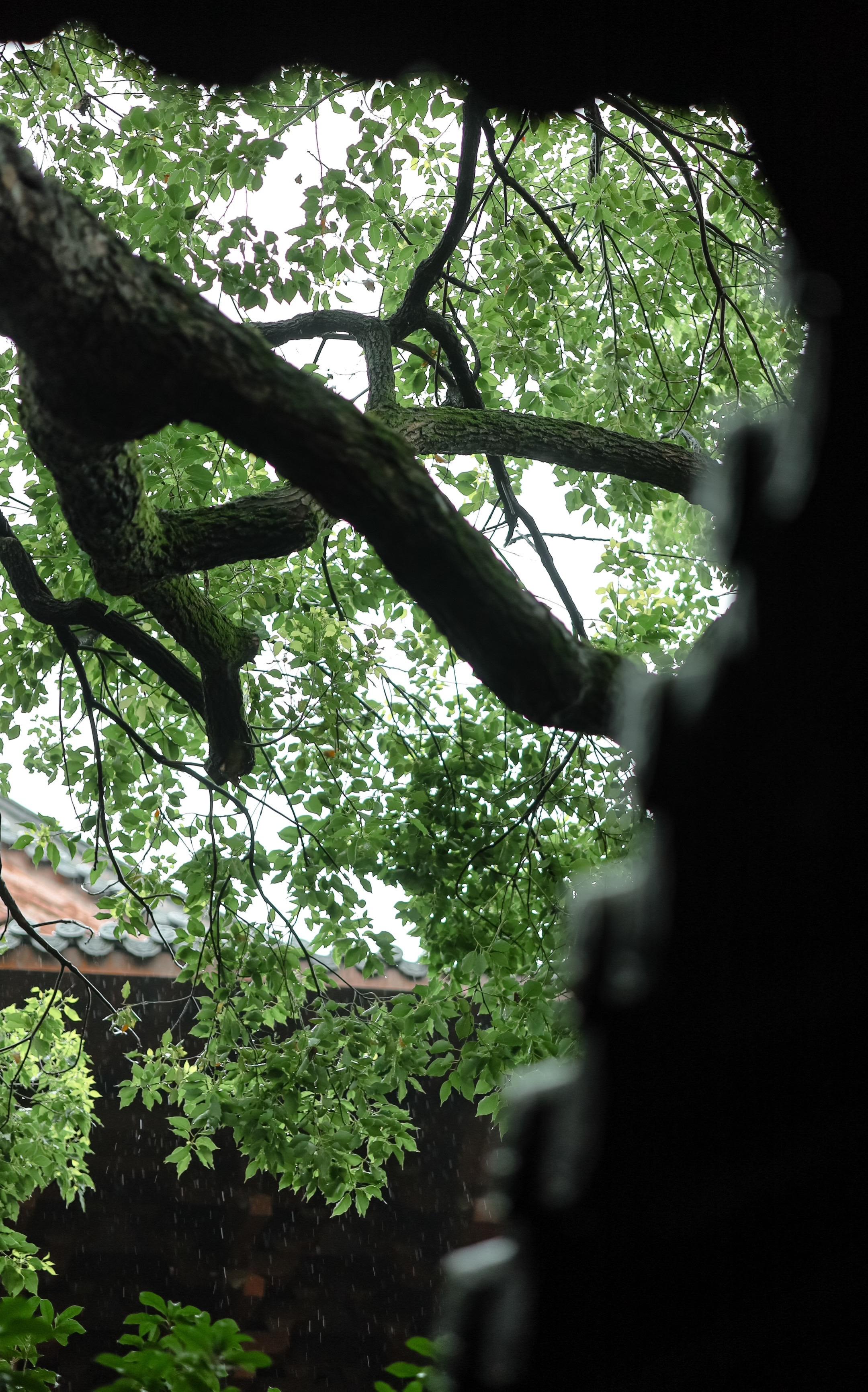 送你一张夏日壁纸，好爱中式构图！不提雨如何把雨拍很大