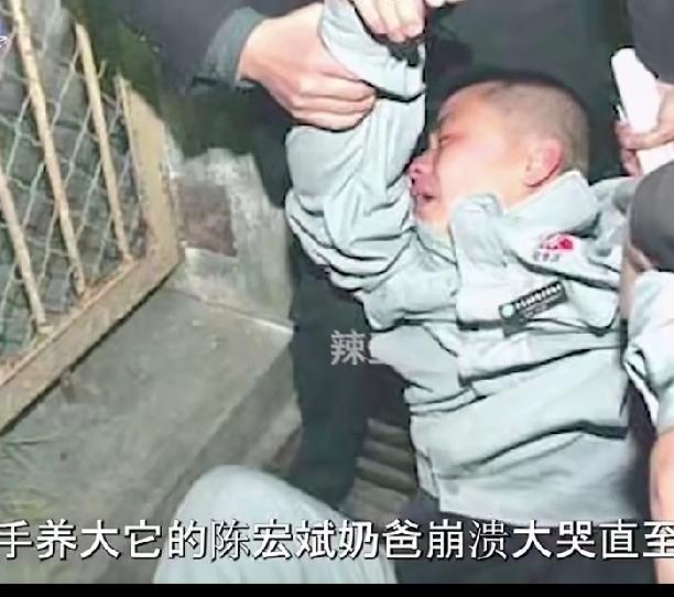 饲养员与熊猫之间感情能有多深？大熊猫秦秦因病突然离世，奶爸哭到昏厥！日夜照顾