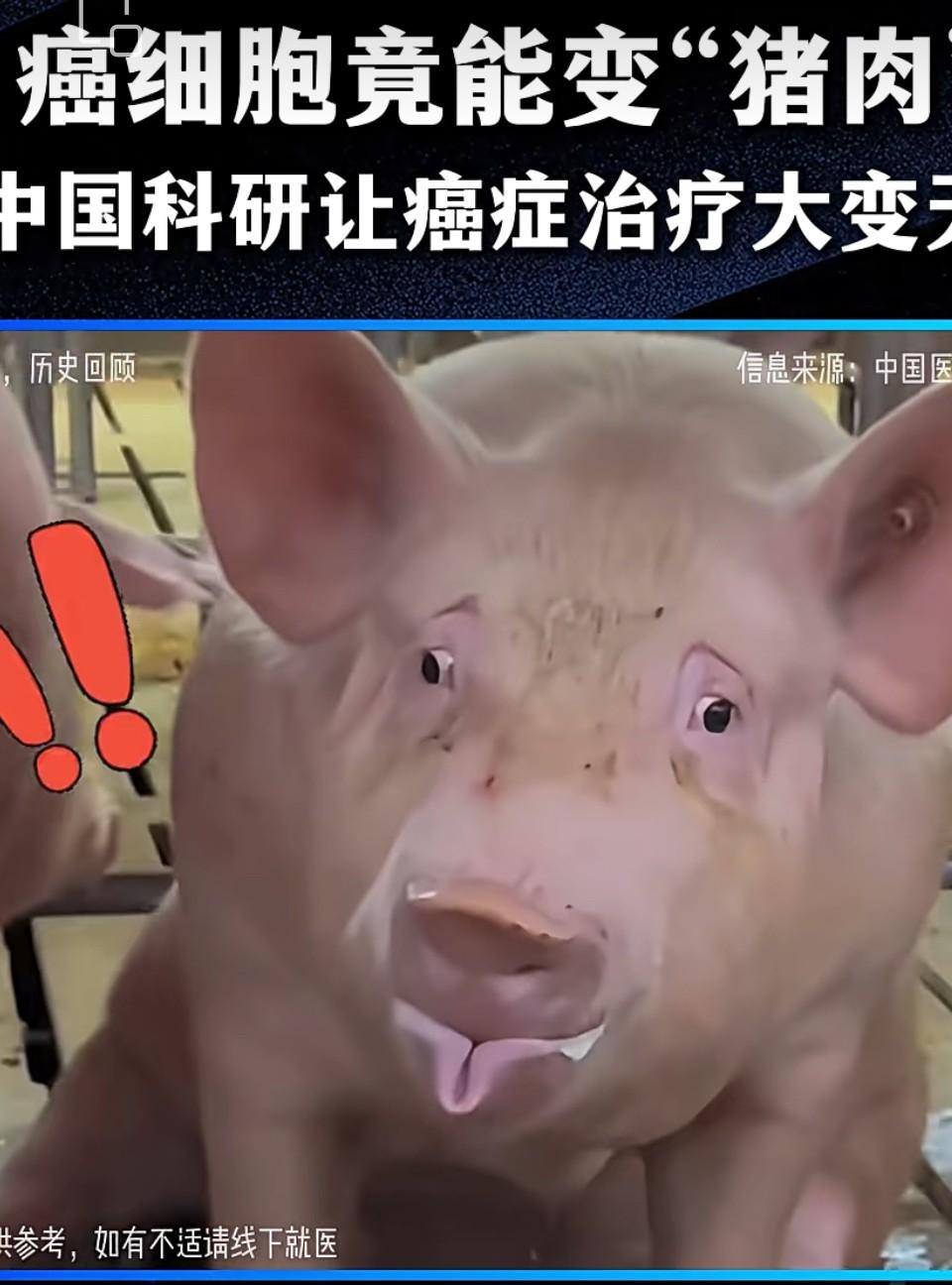 快报，快报，人类长寿时代来了。广西医科大学研究癌细胞竟能变“猪肉”。中国科研让