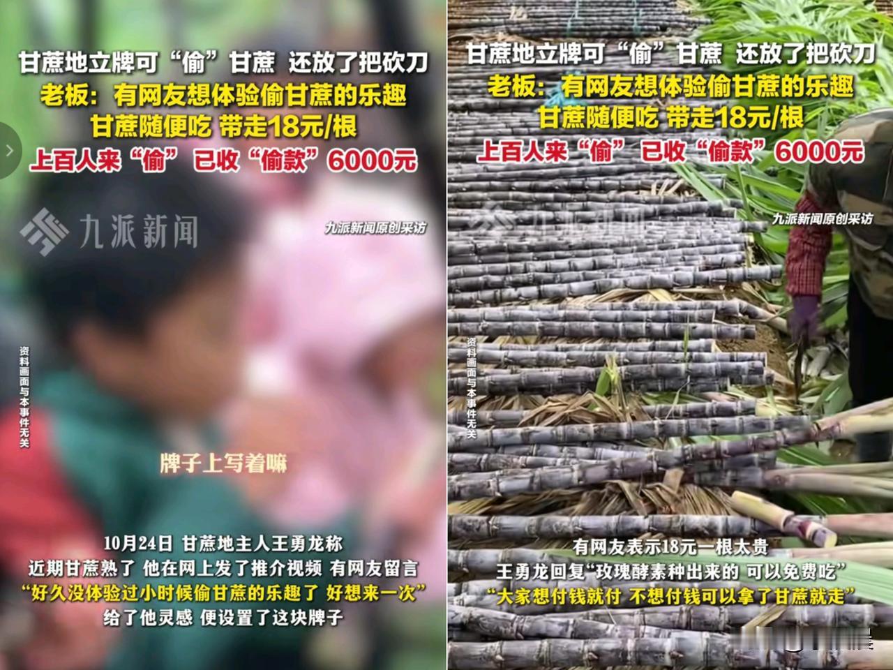 “太会玩了!”浙江绍兴一块甘蔗地,愣是靠“偷”成了网红打卡地!起因是