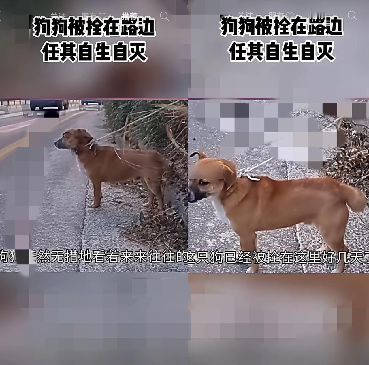 真心很难想象，被信任之人狠心抛弃，小动物心里会攒下多大委屈。路边一