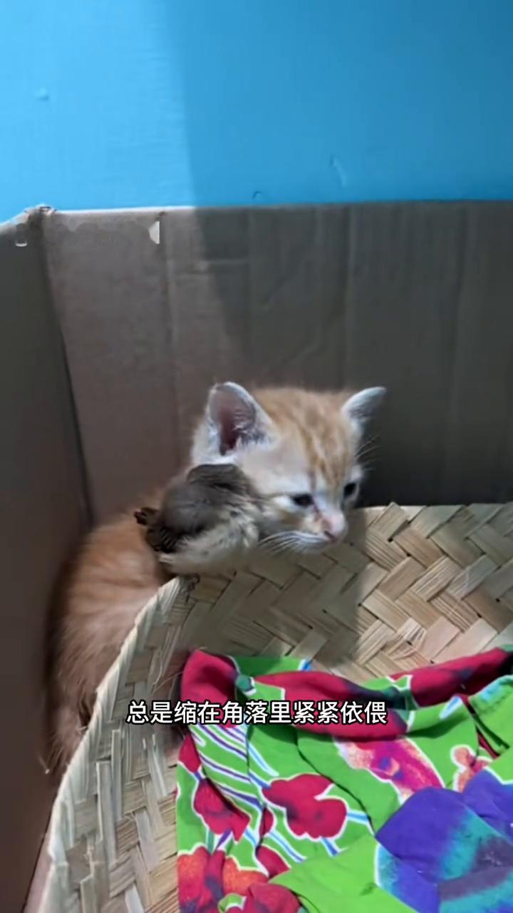 奇萌动物圈。女子捡到一只无家可归的小猫，却意外发现一只小鸟守护在它身边。见它们