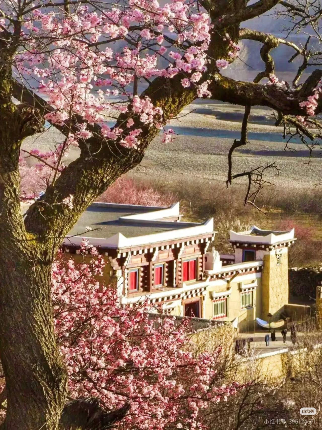 川西秘境｜道孚杏花雪山同框🏔️以前只知道林芝桃花🔥直到上周末去了道孚