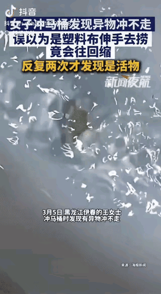 “吓懵！这是何物？”黑龙江伊春，一女子上完厕所后冲水，发现拐弯处卡着一块软塌塌的