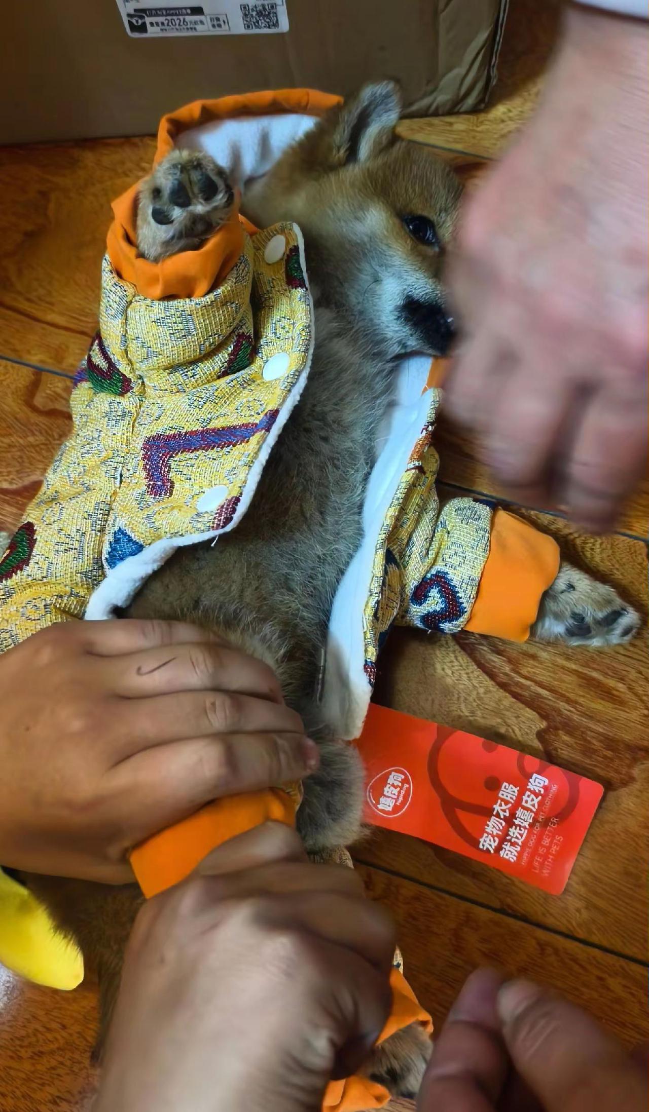 新牌牌不合适！走不动路！