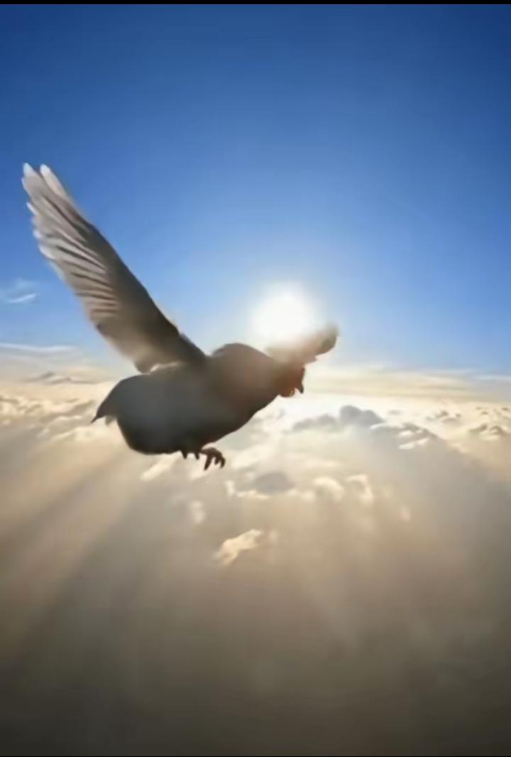 谁能想到啊！国外一个闲出屁的人，居然把一只普通家鸡带上万米高空，二话不说就扔下去